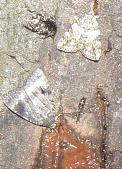 住宅横の昆虫たちの飲み屋_周辺のクヌギ_シラホシハナムグリ_2021年6月22日20時50分 気温24度